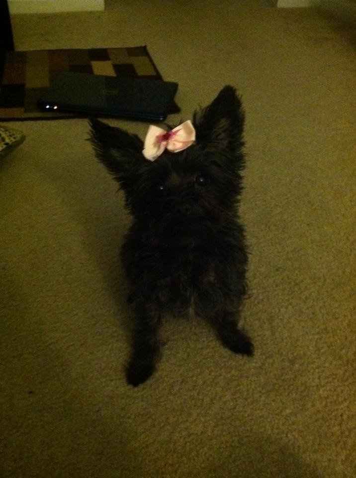 Keeping my mind of my wedding...Show me your dog:)!!**Pics