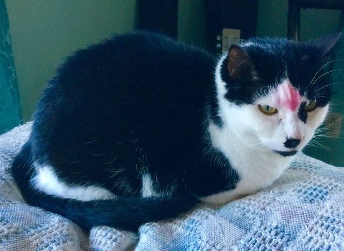 NWR: Cosmetic Kitty Cat