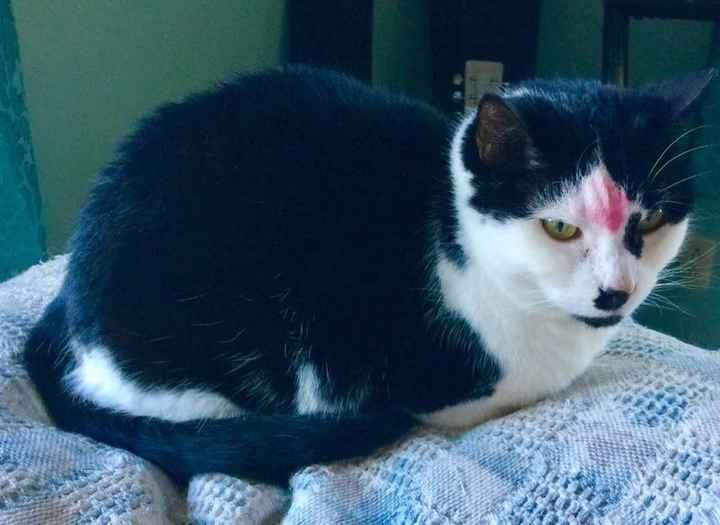 NWR: Cosmetic Kitty Cat