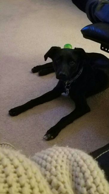 NWR: FINALLY GOT A PUPPY!!!