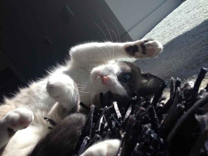 NWR:  It's Feline Friday...