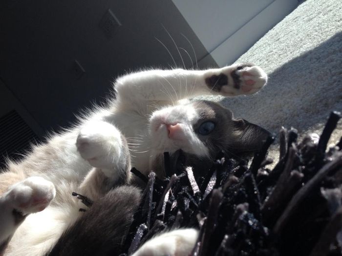 NWR:  It's Feline Friday...