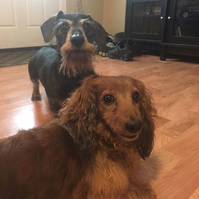 Furbaby pick me up
