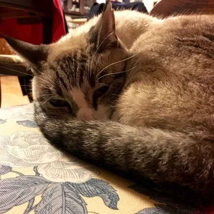 New to the site! -- Updated with kitten picture!