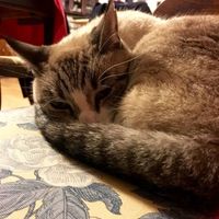 New to the site! -- Updated with kitten picture!