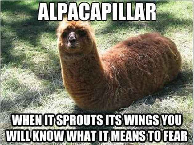 The alpaca thread is gone