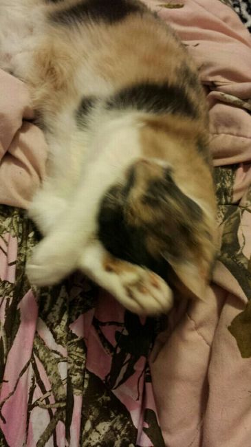 NWR: Saying Goodbye to My Kitty