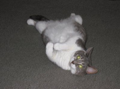 Lets see those pets!!! (NWR)