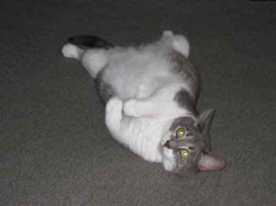 Lets see those pets!!! (NWR)