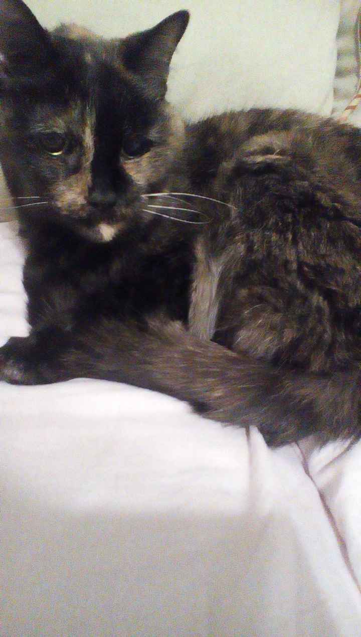 NWR: Just adopted a senior kitty :)