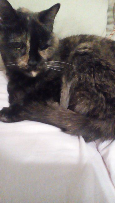 NWR: Just adopted a senior kitty :)