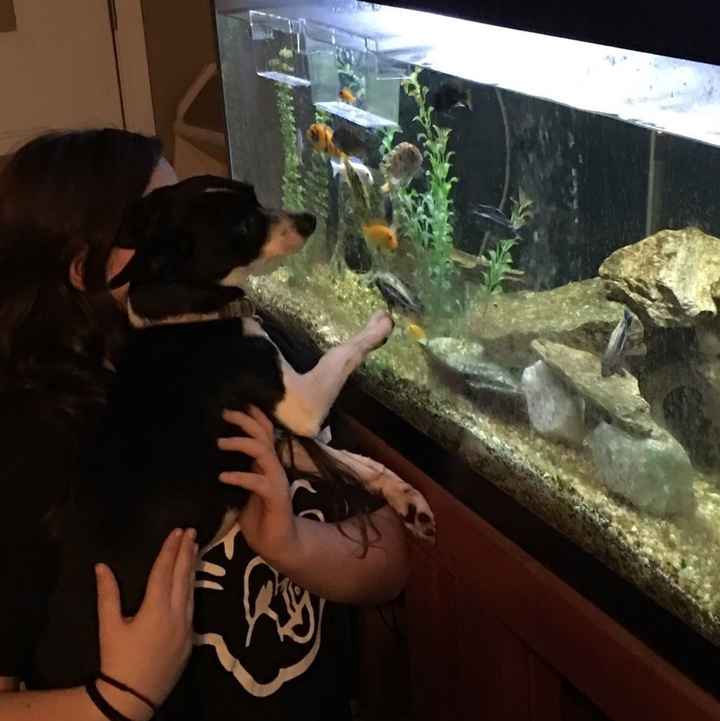 Today is National Pet Day! Let's see those fur babies :)