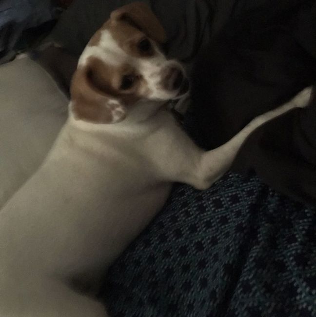 Nwr- show me your fur babies