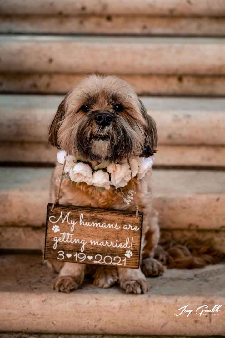 Engagement Pics! - 7