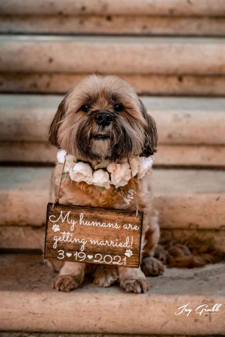 Engagement Photos with Pets - 4