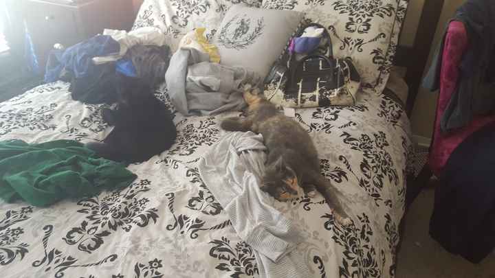Sick and need cheering up--show me your Fur babies!