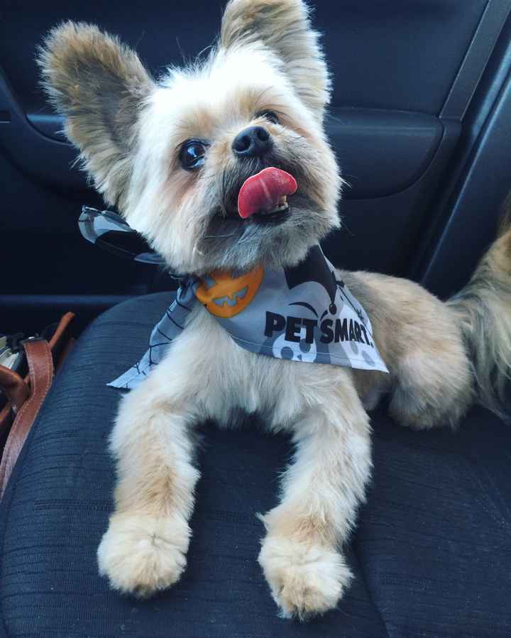 Show me your fur babies!
