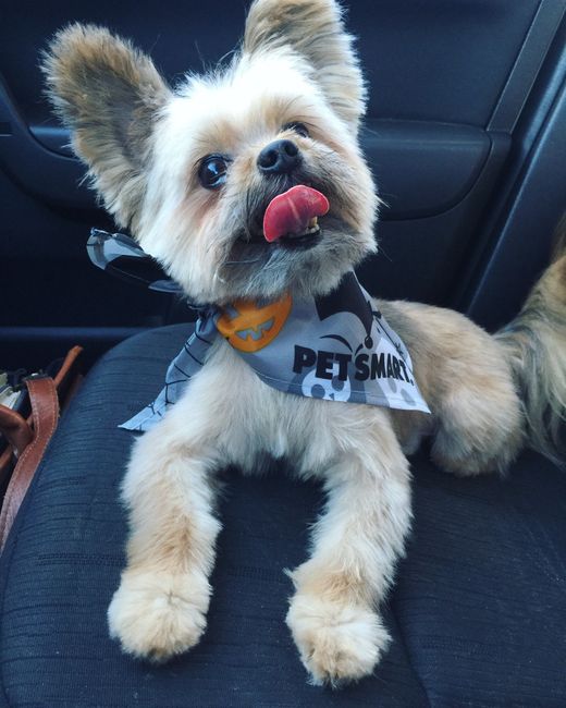 Show me your fur babies!