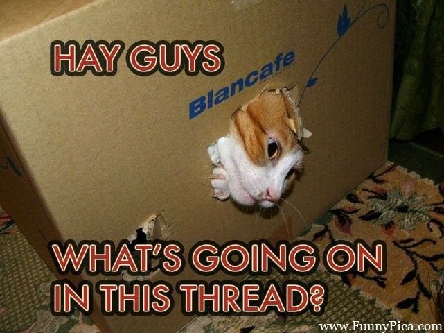 Bored - Cat pic time :)