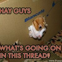 Bored - Cat pic time :)