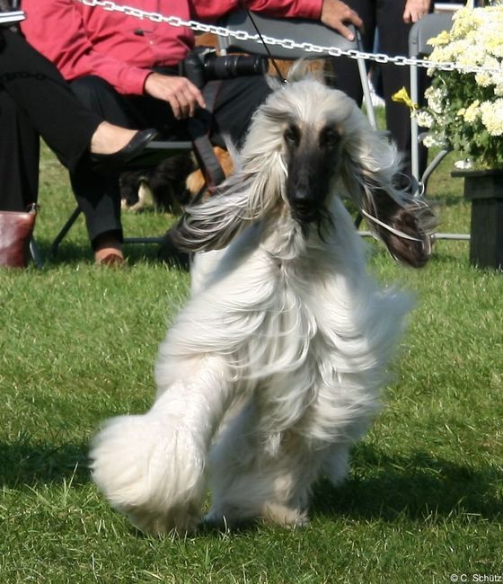 Keeping my mind of my wedding...Show me your dog:)!!**Pics