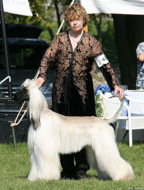 Keeping my mind of my wedding...Show me your dog:)!!**Pics