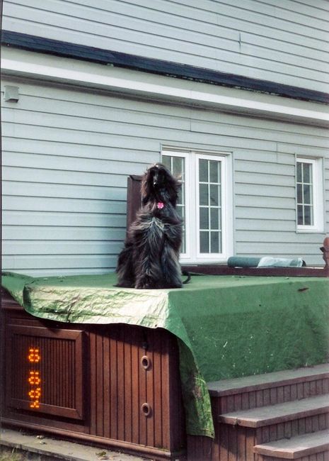 Keeping my mind of my wedding...Show me your dog:)!!**Pics