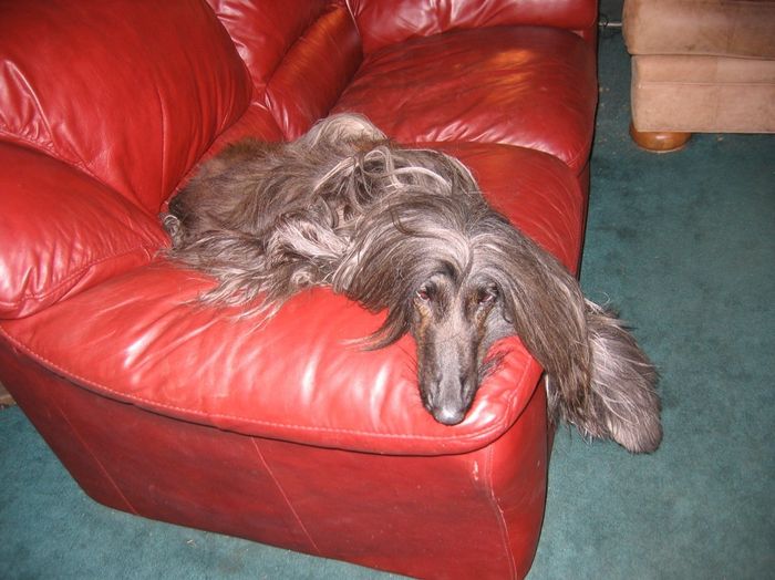 Keeping my mind of my wedding...Show me your dog:)!!**Pics