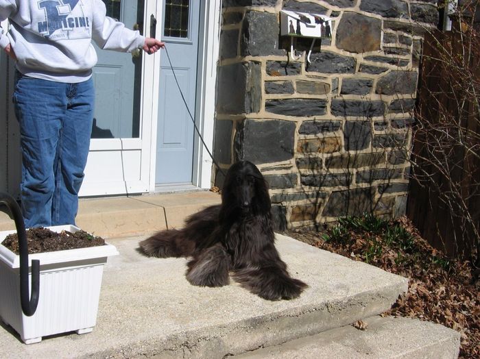 Keeping my mind of my wedding...Show me your dog:)!!**Pics