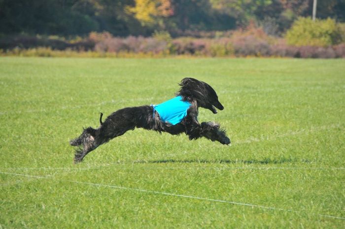 Keeping my mind of my wedding...Show me your dog:)!!**Pics