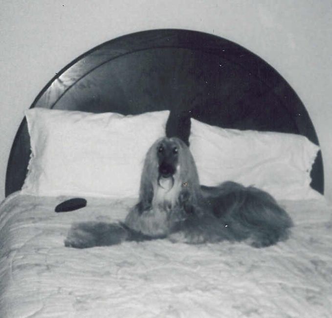 Keeping my mind of my wedding...Show me your dog:)!!**Pics