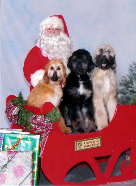 Keeping my mind of my wedding...Show me your dog:)!!**Pics
