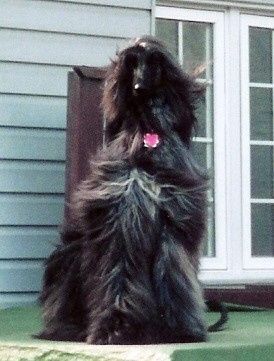 Since we are getting to know each other and everyone LOVES their fur babies!