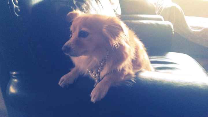 Pets in the wedding..