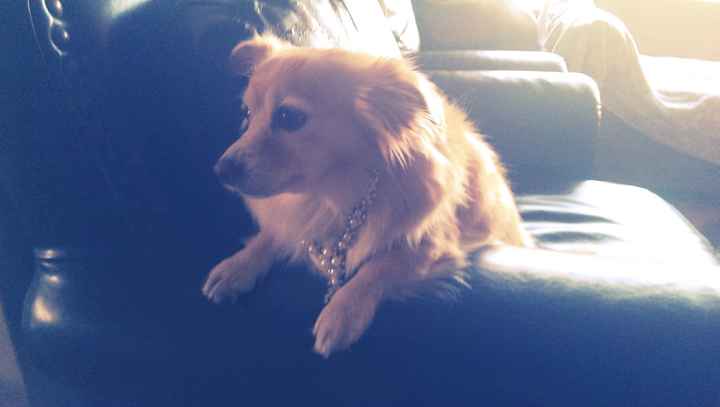 NWR: Fur baby thread!