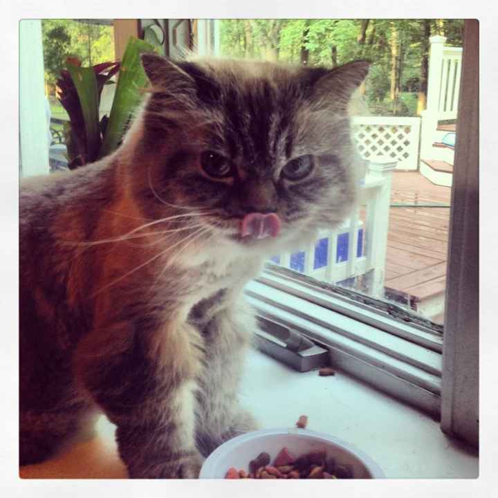 NWR: Fur baby thread!