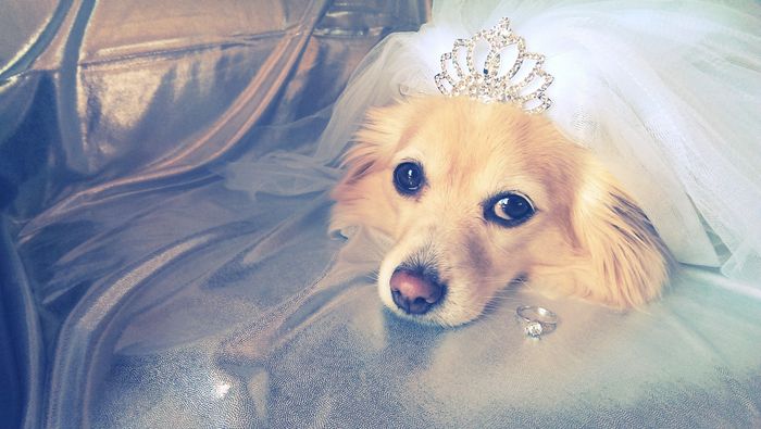 NWR: Lets See Your Fur Babies!