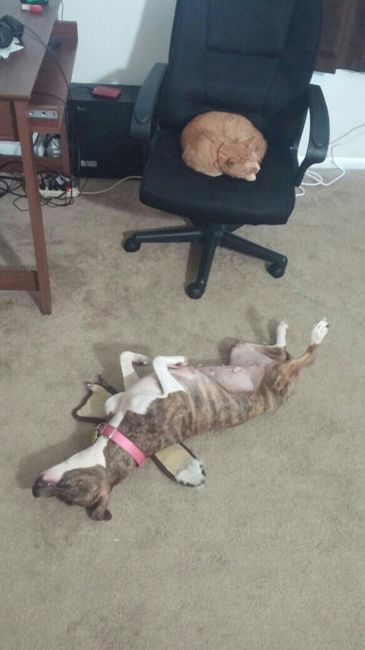 NWR: Puppy Friday!!