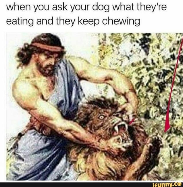 NWR: Dogs are weird and eat weird stuff