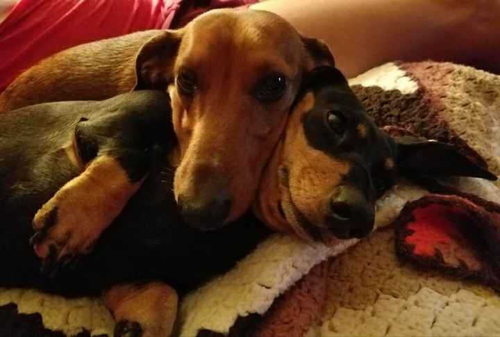 Let me see those fur babies!