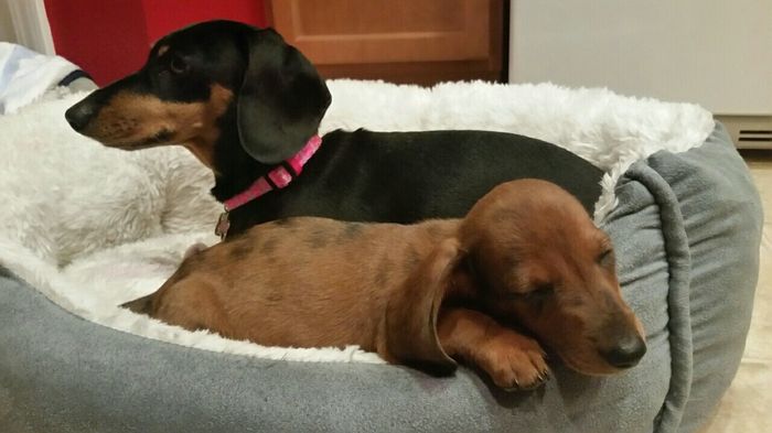 NWR- pets! We love them show me yours :)