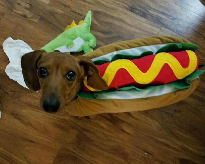 NWR: What is your fur baby being for Halloween?