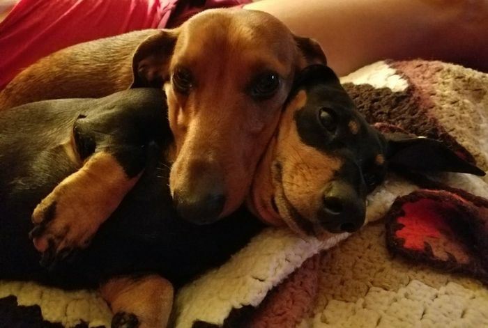 Let me see those fur babies!