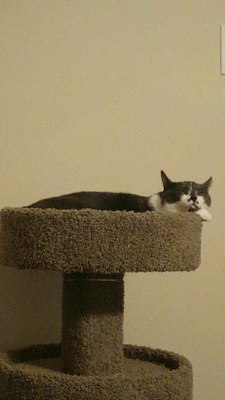 NWR: Pets on Instagram