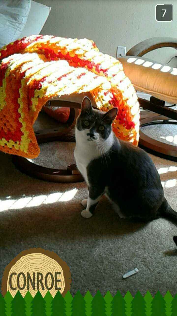 NWR: Tomorrow is National Cat Day!