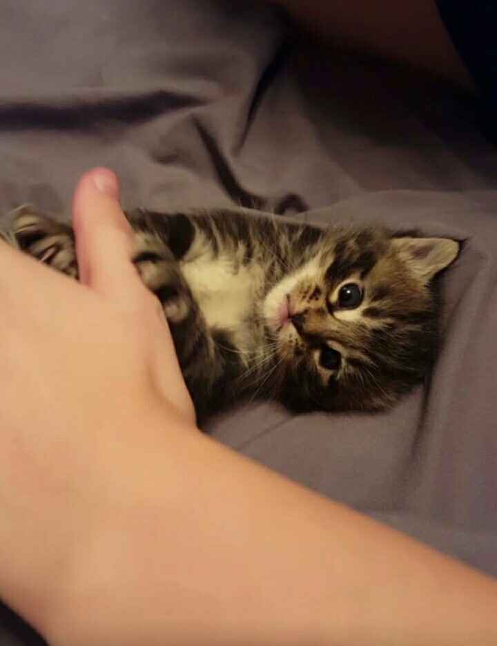 NWR: Tomorrow is National Cat Day!