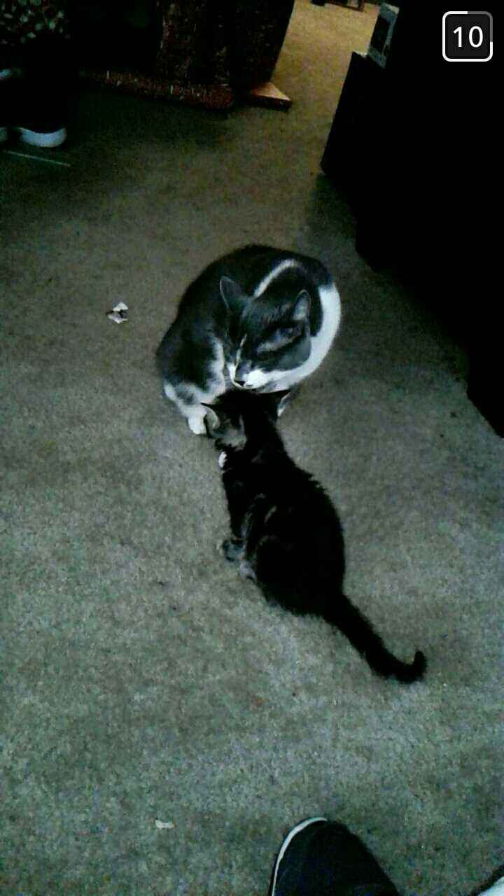 NWR- Furbaby Appreciation Post