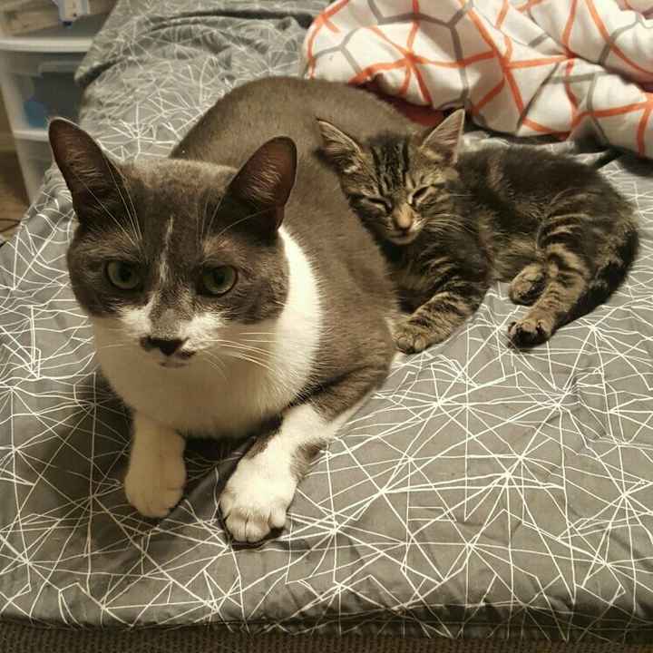 NWR: Pets on Instagram