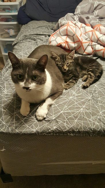 NWR - xmas pictures with fur-babies!
