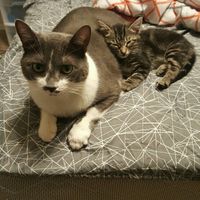 NWR - xmas pictures with fur-babies!